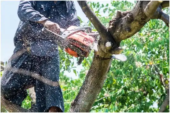 tree services Marrowstone